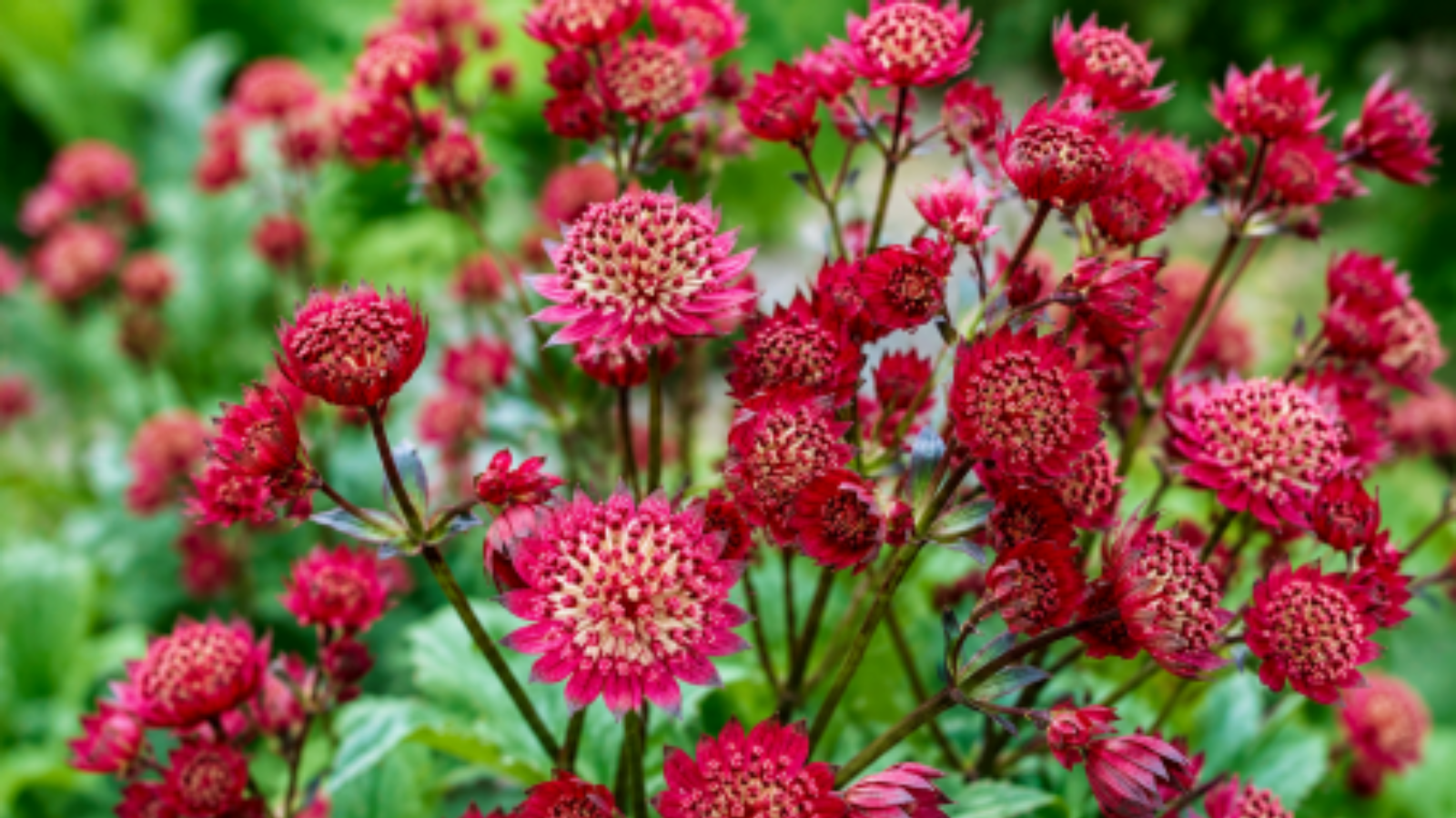 Astrantia major ‘Ruby Wedding’ vol diepte en karakter, een border vol sfeer en beweging