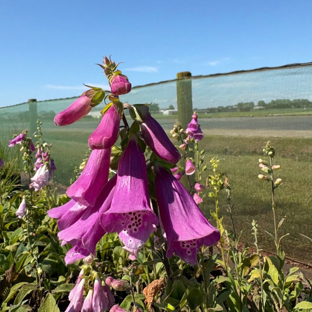 Digitalis purpurea 'Foxy Hybrids' (Vingerhoedskruid)