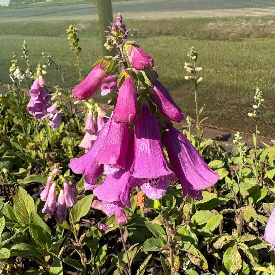 Digitalis purpurea 'Foxy Hybrids' (Vingerhoedskruid)