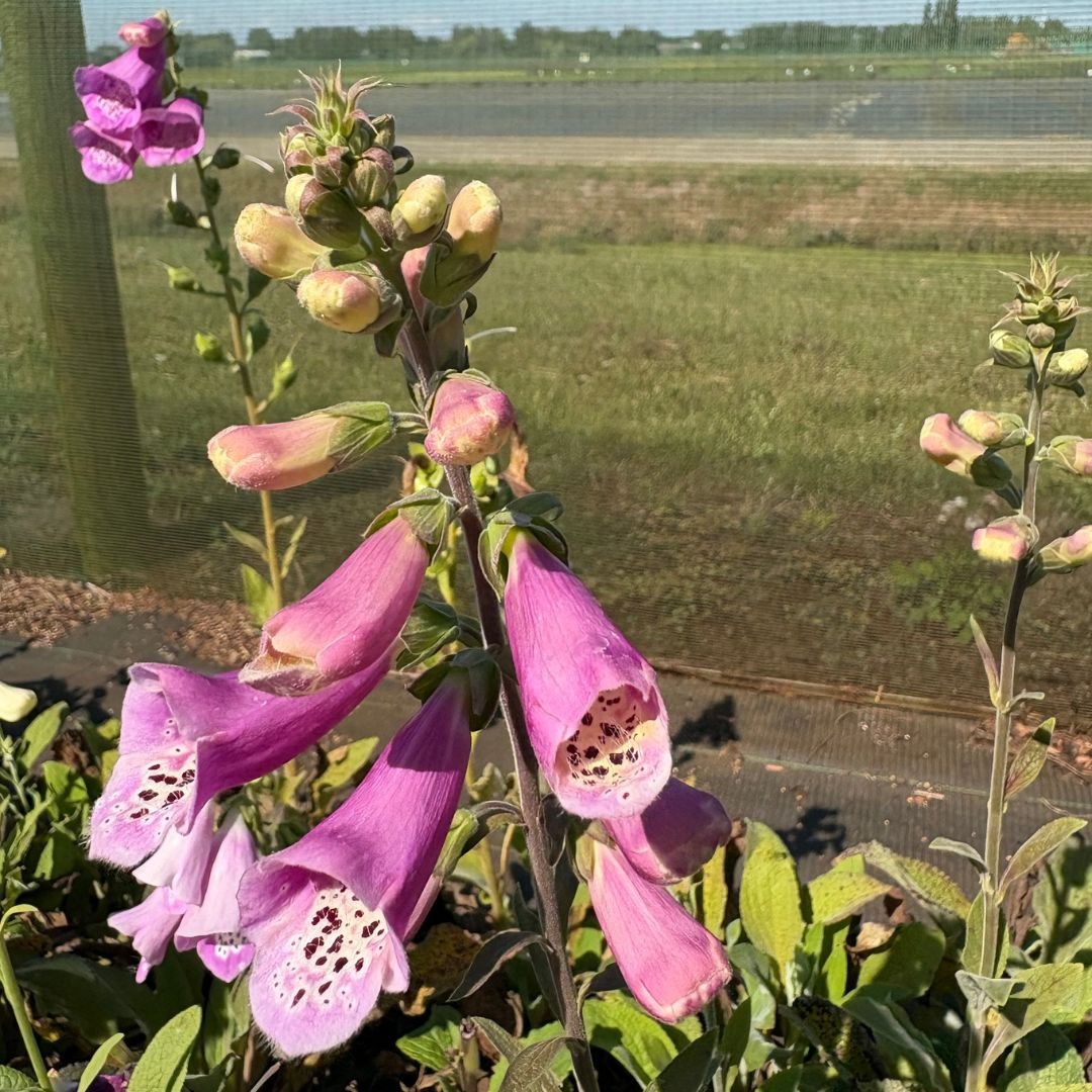 Digitalis purpurea 'Foxy Hybrids' (Vingerhoedskruid)