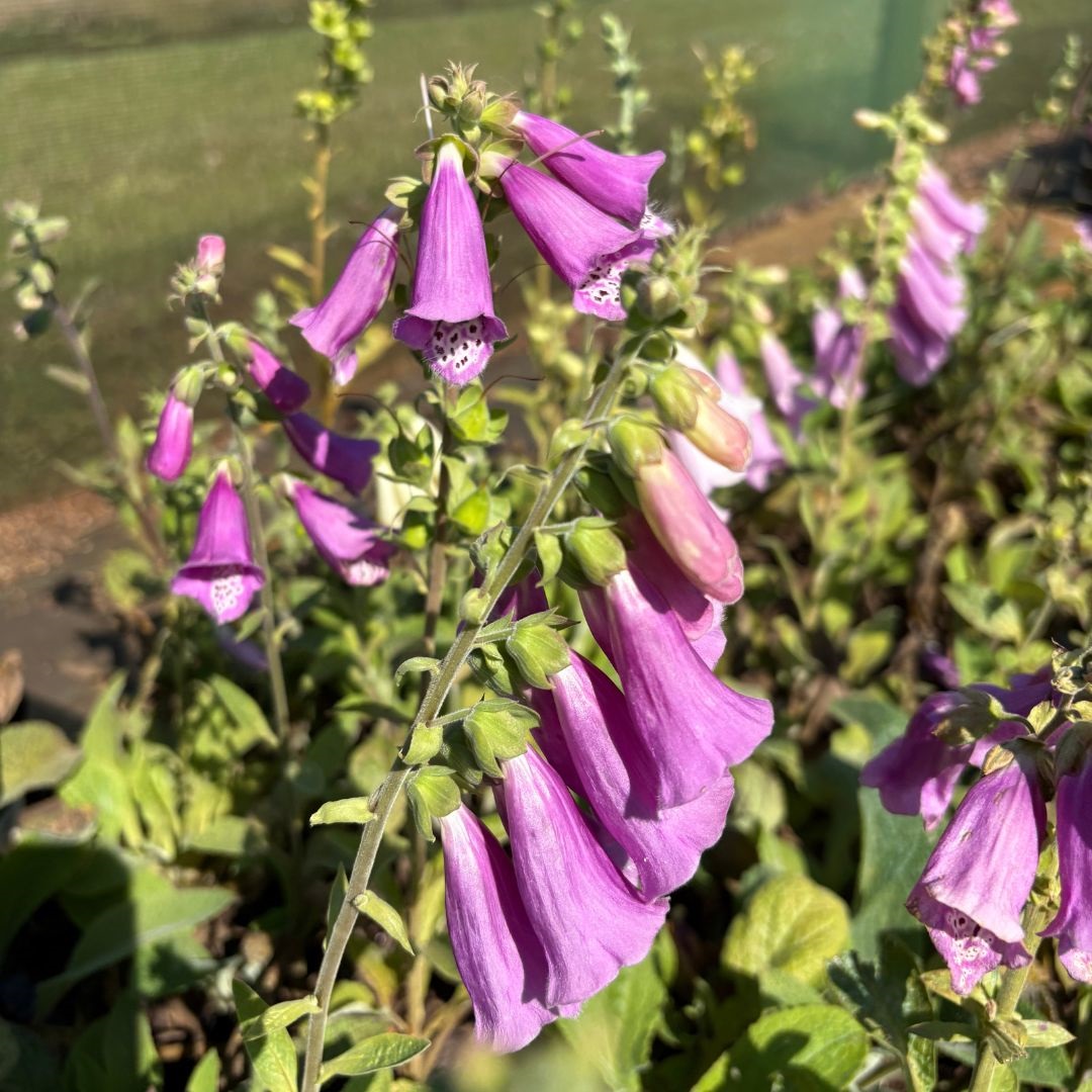 Digitalis purpurea 'Foxy Hybrids' (Vingerhoedskruid)