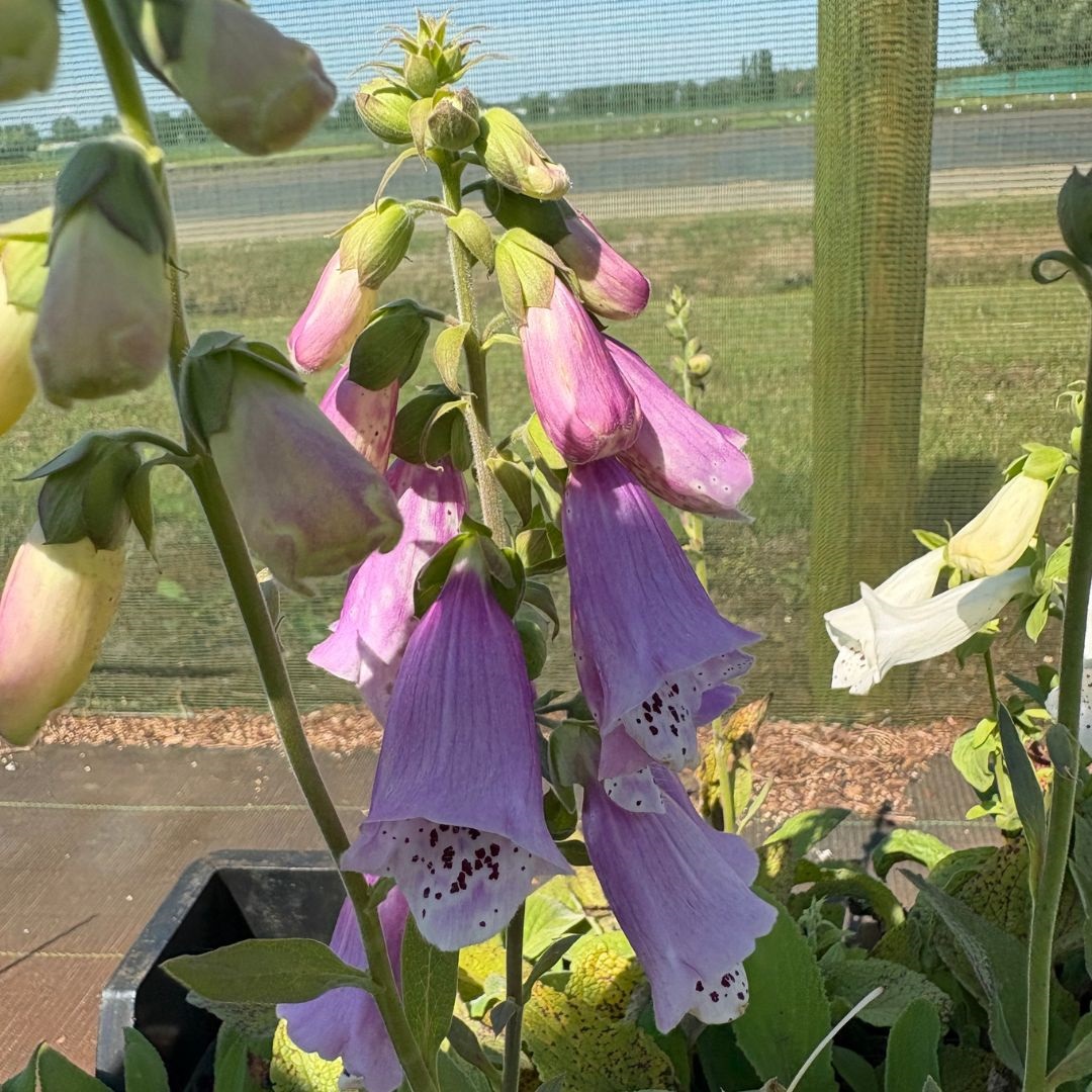 Digitalis purpurea 'Foxy Hybrids' (Vingerhoedskruid)