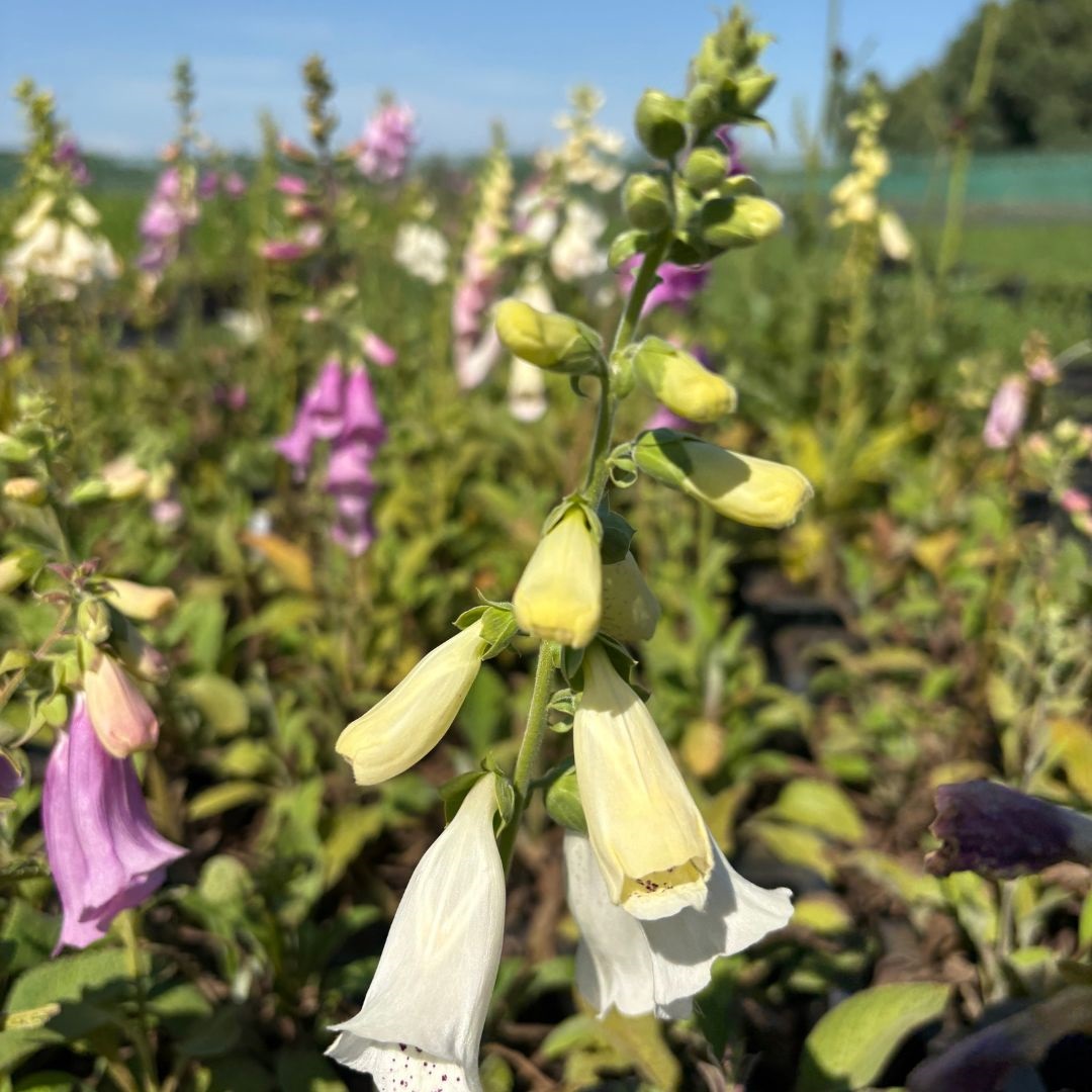 Digitalis purpurea 'Foxy Hybrids' (Vingerhoedskruid)