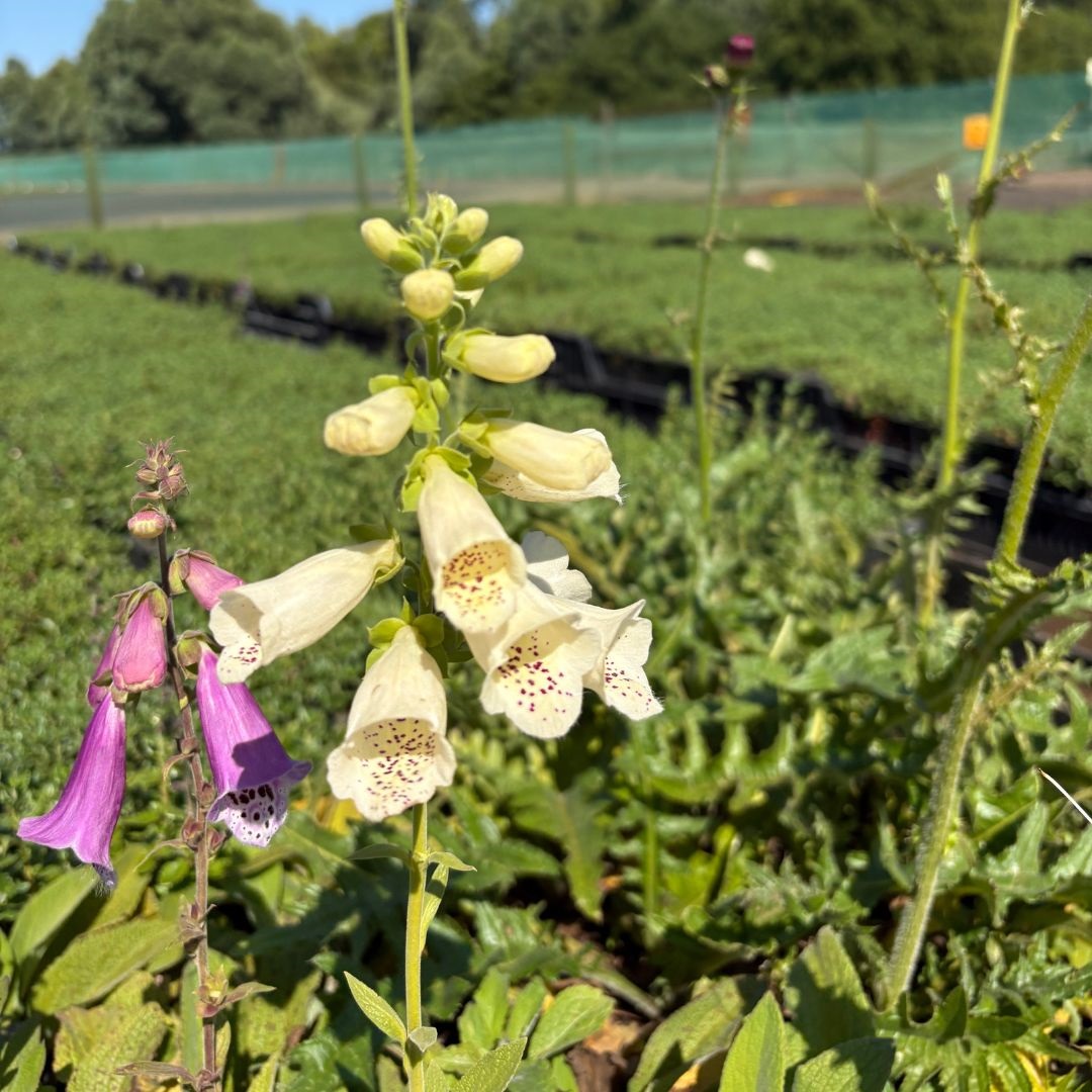 Digitalis purpurea 'Foxy Hybrids' (Vingerhoedskruid)