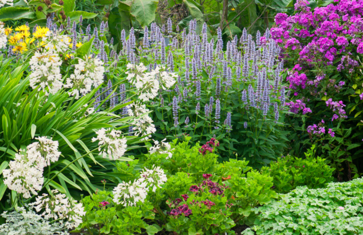 Hoe verzorg je vaste tuin planten