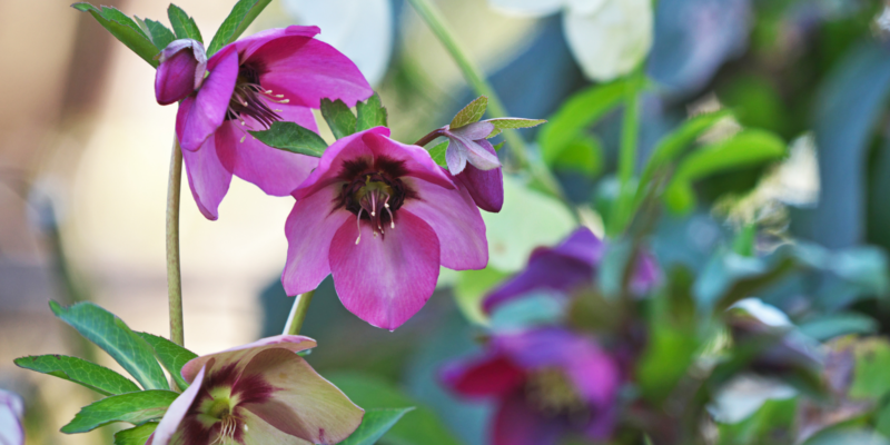 Geef wat kleur in je tuin in de winter met winterharde vaste planten