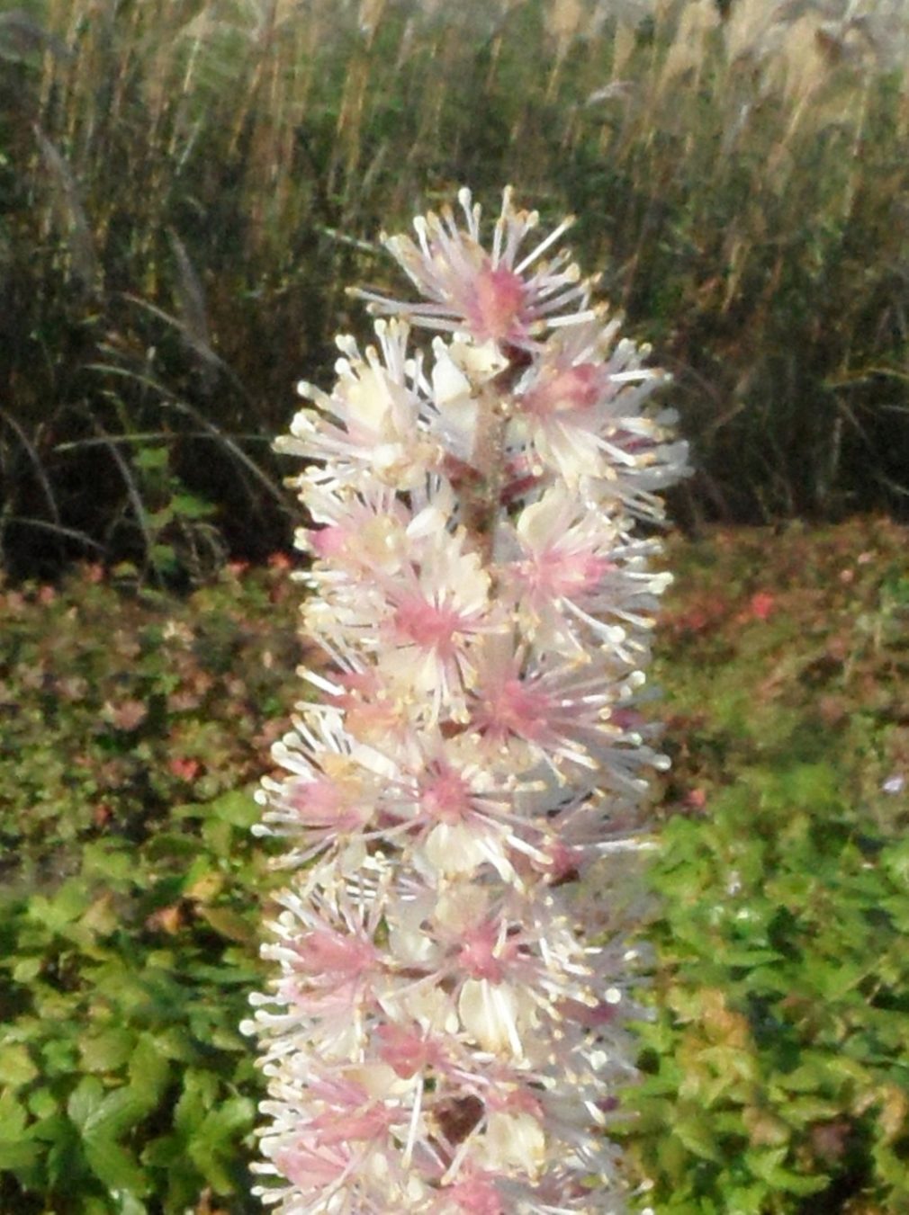 Actaea simplex Pink Spike