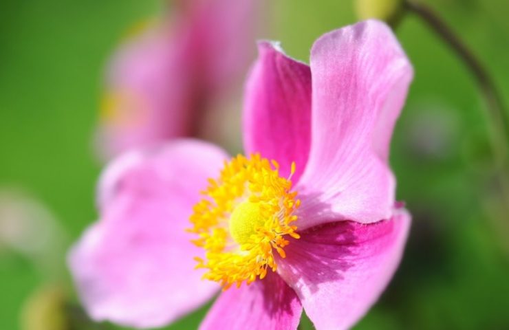 Anemone hupehensis Praecox