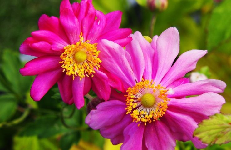Anemone hupehensis Prinz Heinrich
