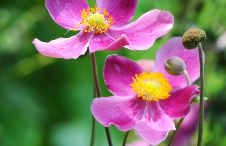 Anemone hupehensis Splendens
