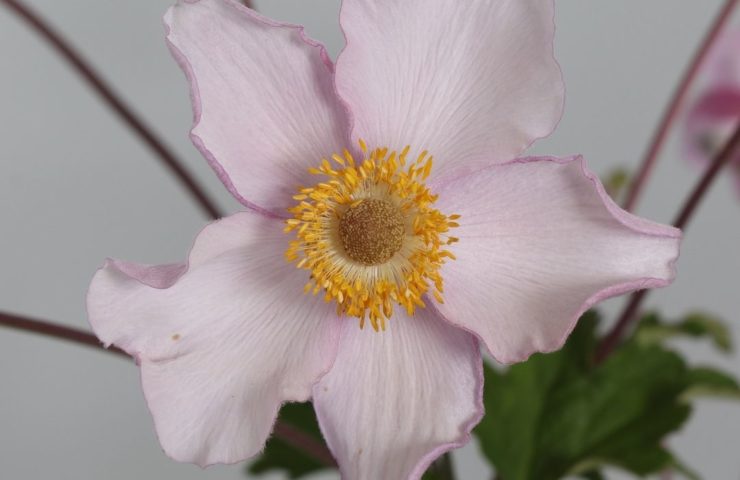 Anemone hybrida Hadspen Abundance