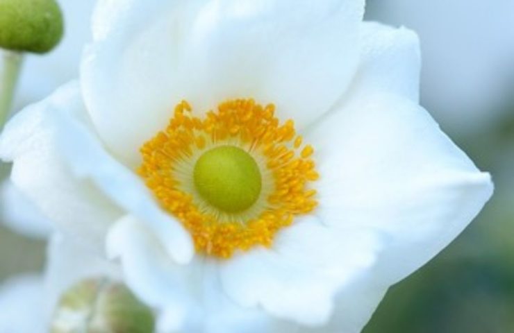 Anemone hybrida Honerine Jobert