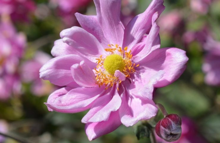 Anemone hybrida Konigin Charlotte