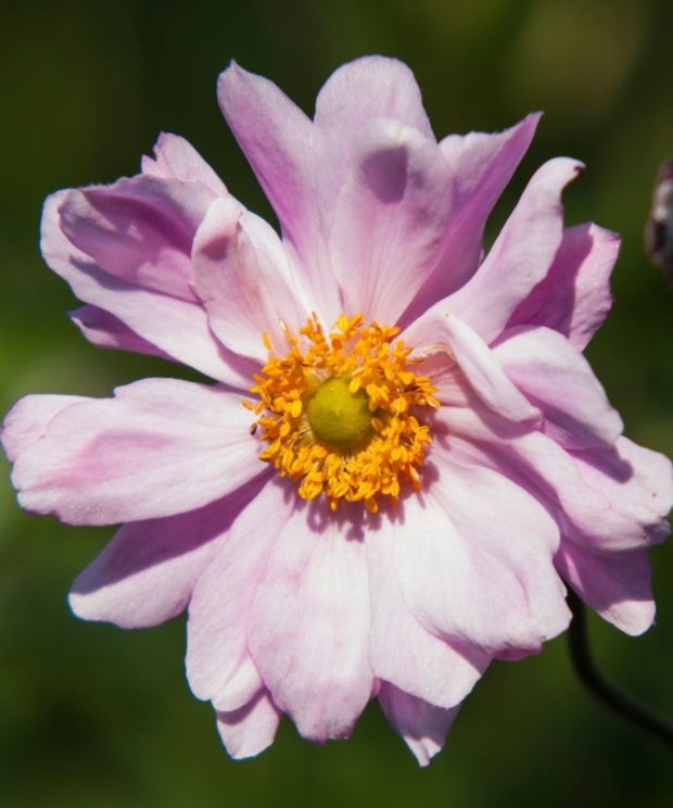 Anemone hybrida Mont Rose