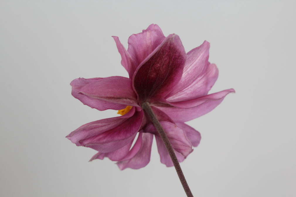 Anemone hybrida Serenade