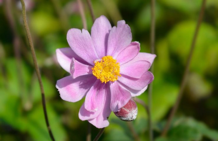 Anemone hybrida Serenade