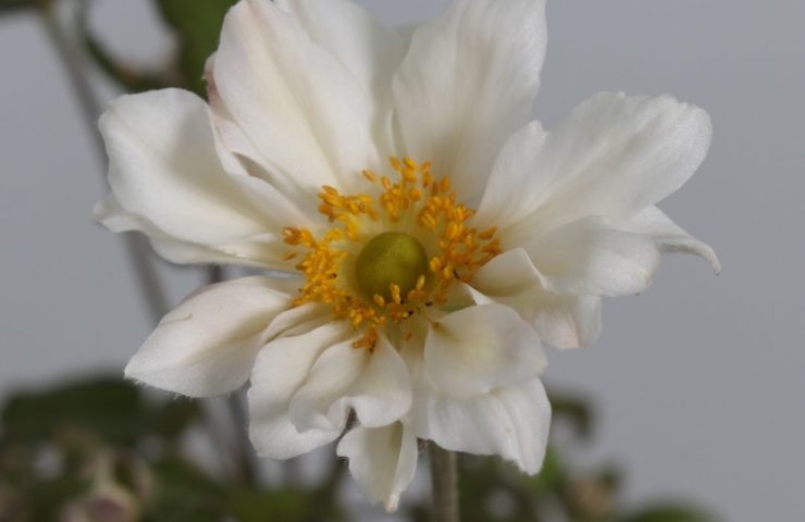 Anemone hybrida Whirlwind