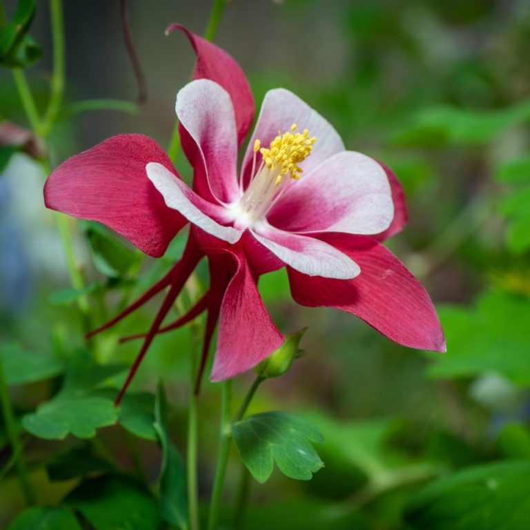 Aquilegia 'Crimson Star' (Akelei) - Vaste Tuinplanten