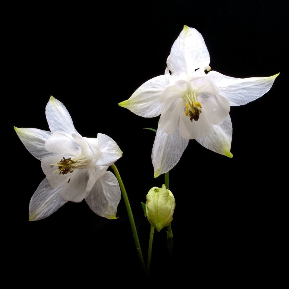Aquilegia caerulea white star