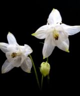 Aquilegia caerulea white star