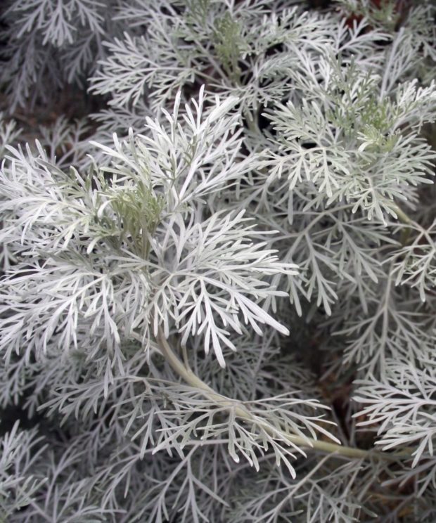 Artemisia schmidtiana Nana