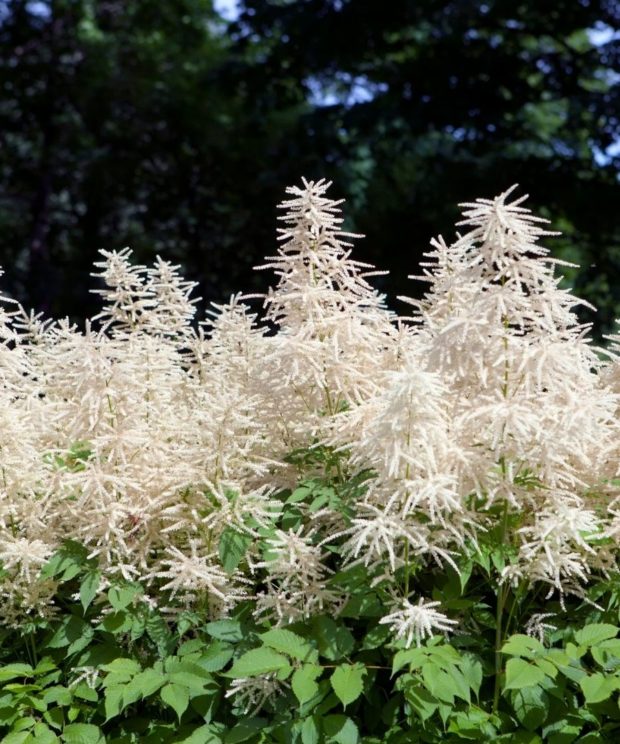 Aruncus dioicus