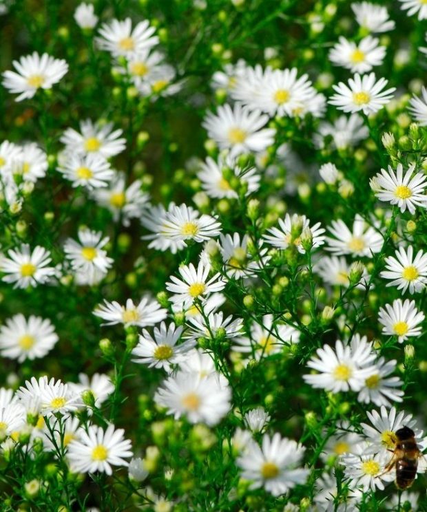 Aster universum Monte Cassino