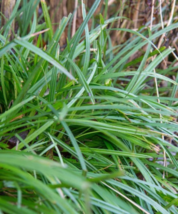 Carex Morrowii