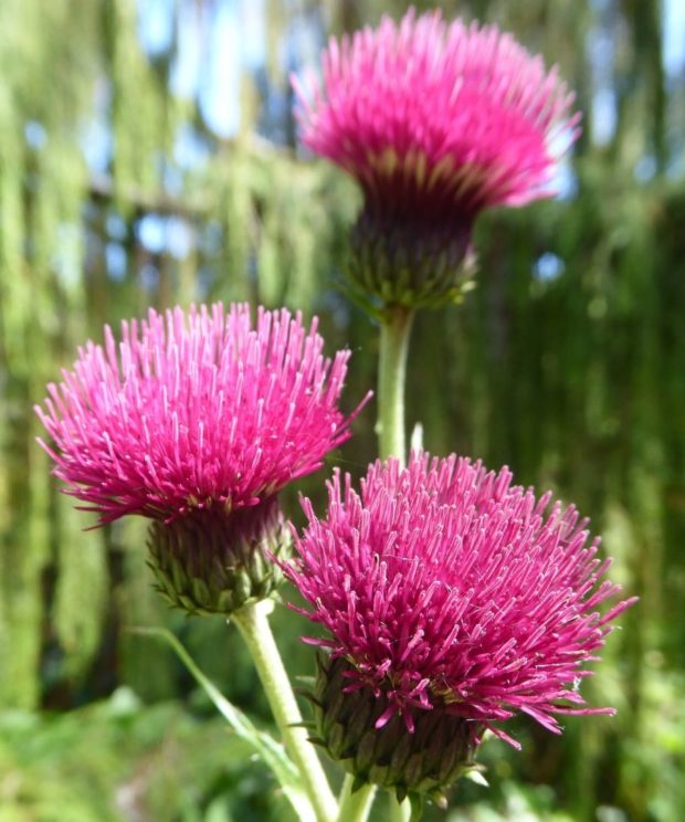Cirsium rivulare 'Atropurpureum' (Vederdistel)