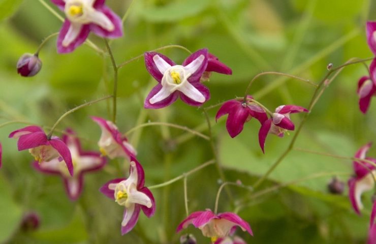 Epimedium rubrum