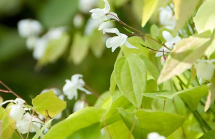 Epimedium youngianum Niveum