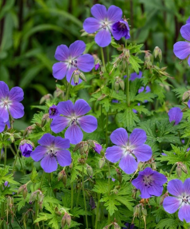 Geranium sylvaticum 'Mayflower' (Ooievaarsbek)
