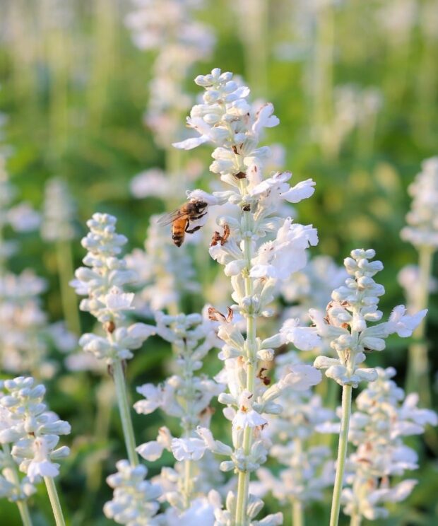 Lavandula intermedia 'Edelweiss' (Witte Lavendel)