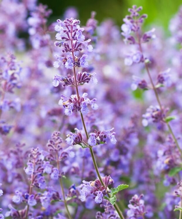 Nepeta faassenii Walker's Low