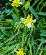 Aquilegia chrysantha Yellow Queen