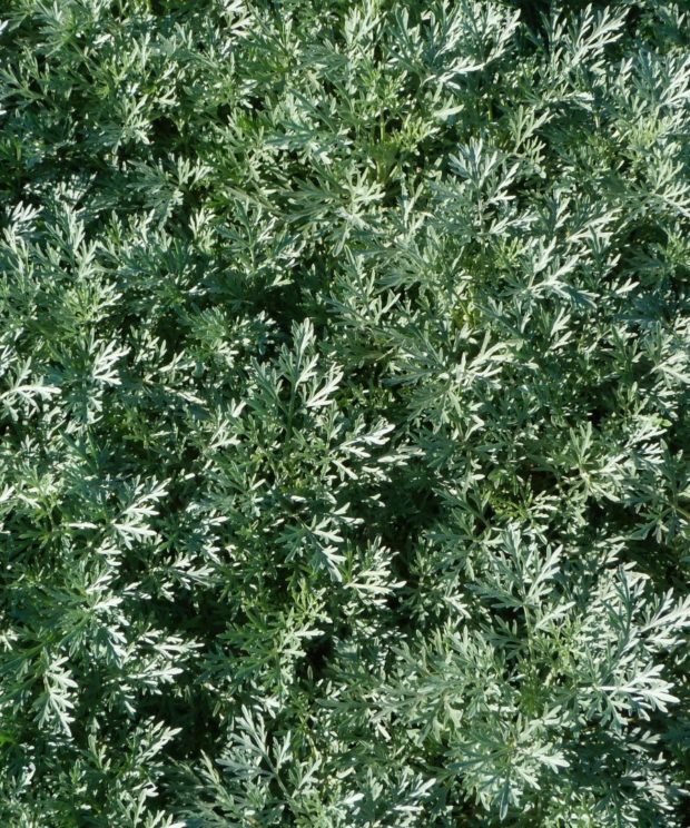 Artemisia 'Powis Castle' (Bijvoet)