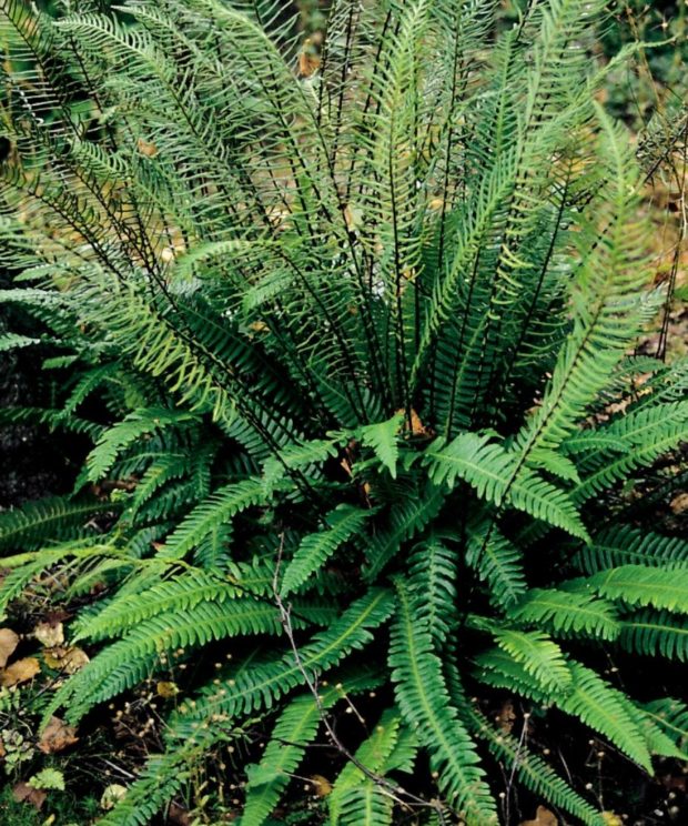Blechnum spicant