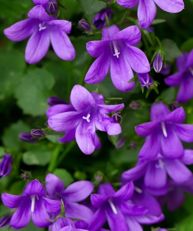 Campanula glomerata 'Superba' (Klokjesbloem)