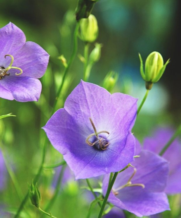Campanula persicifolia 'Coerulea' (Klokjesbloem)