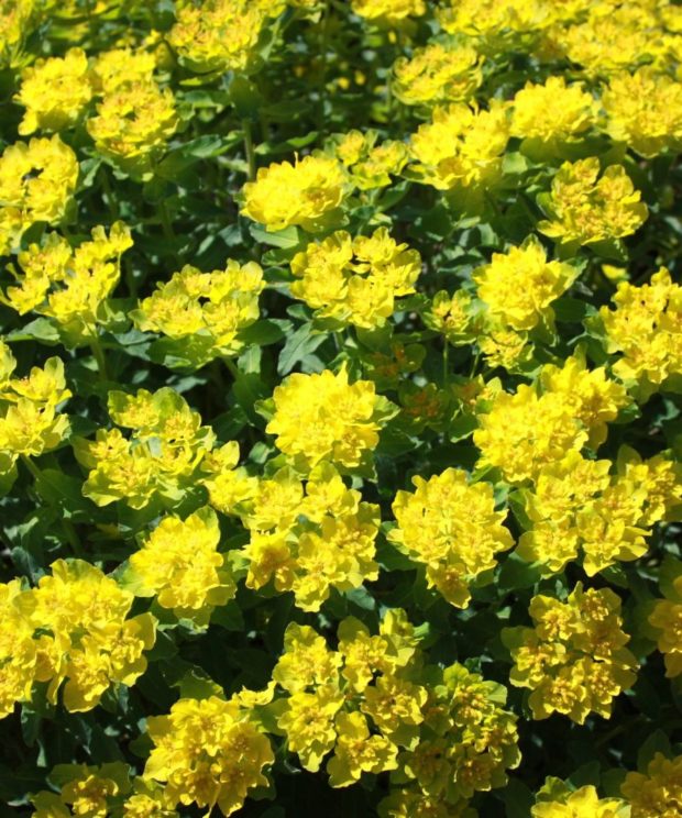 Euphorbia polychroma (Wolfsmelk)