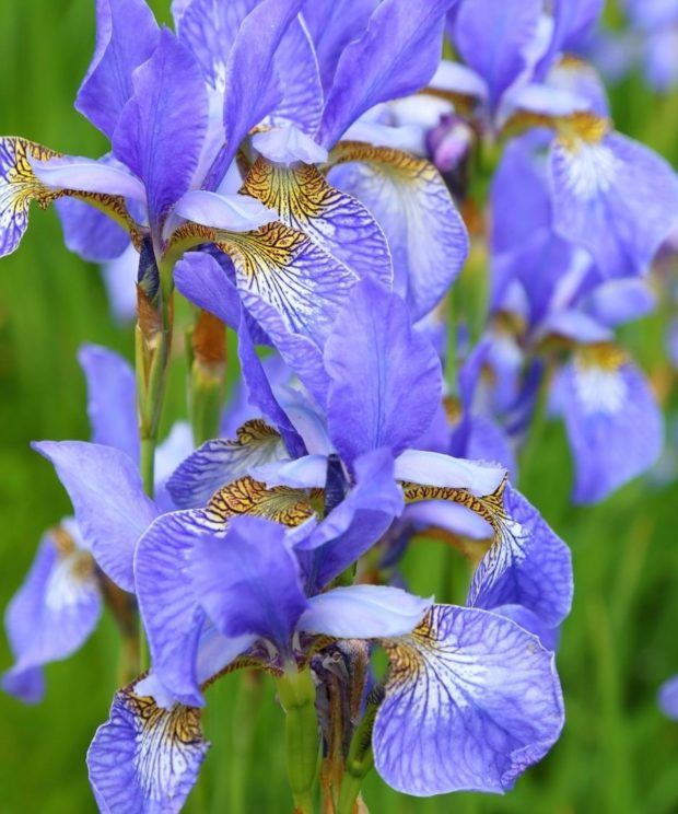 Iris sibirica (Sibirische Lis)