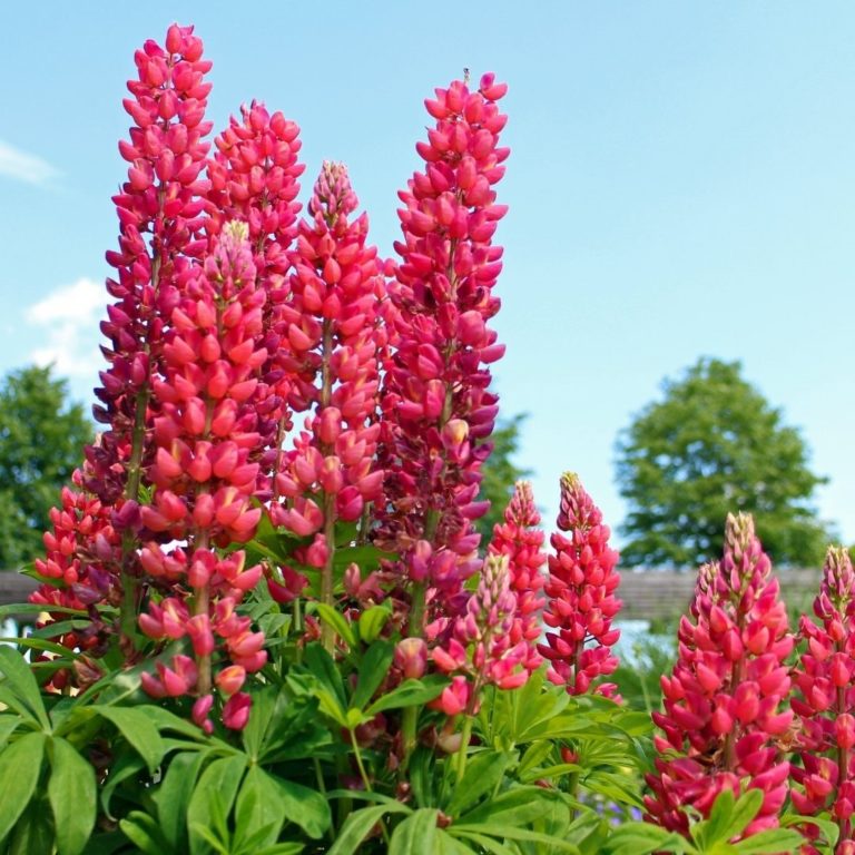 Lupinus My Castle Lupine Vaste Tuinplanten