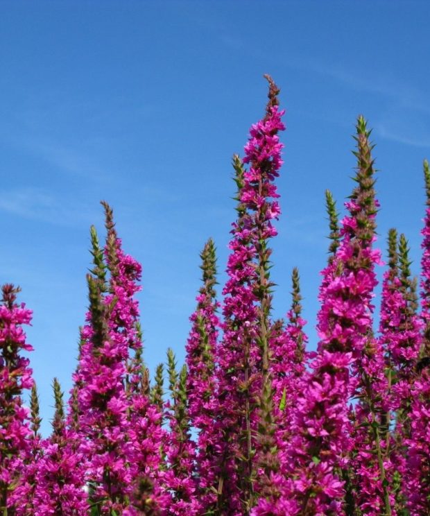 Lythrum salicaria 'Morden Pink' (Kattenstaart)