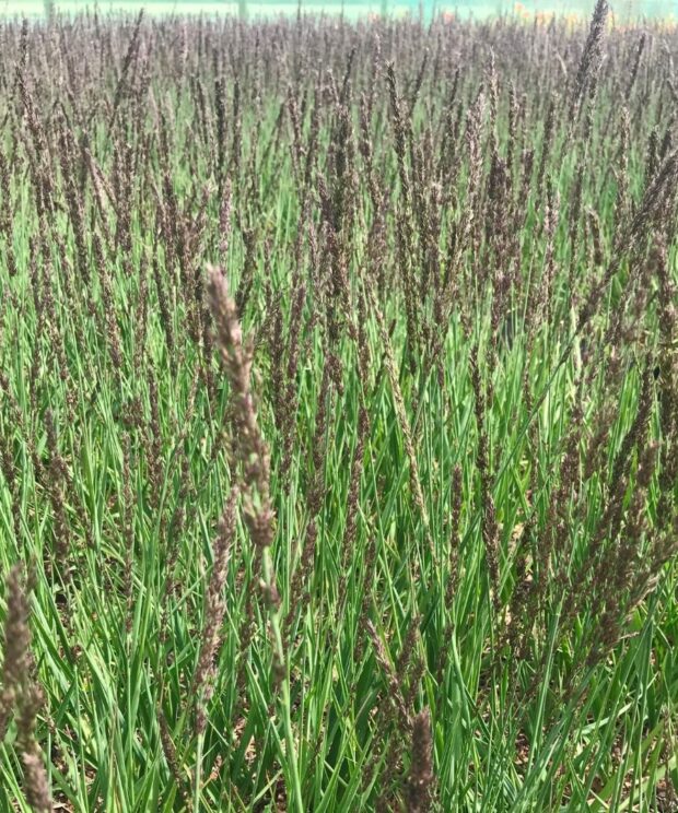 Molinia caerulea 'Moorhexe' (Pijpenstrootje)