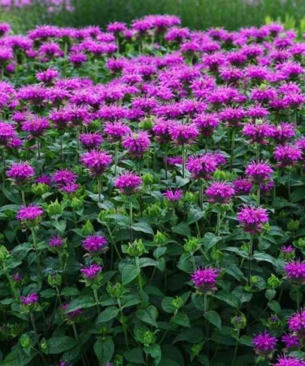 Monarda 'Prairienacht' (Bergamotplant)