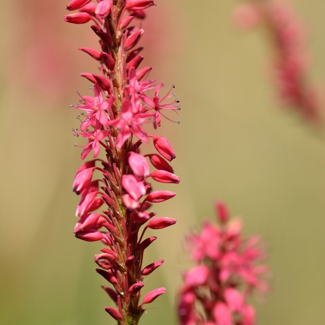 Persicaria amplexicaulis 'Inverleith' (Duizendknoop)