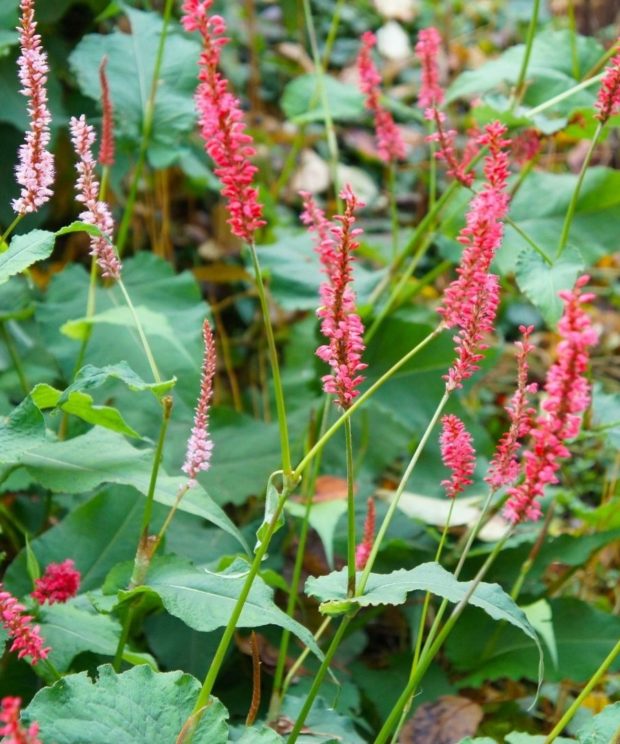 Persicaria amplexicaulis 'Inverleith' (Duizendknoop)