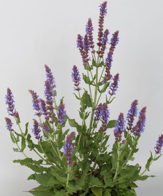 Salvia nemorosa 'Blauhügel' (Salie)